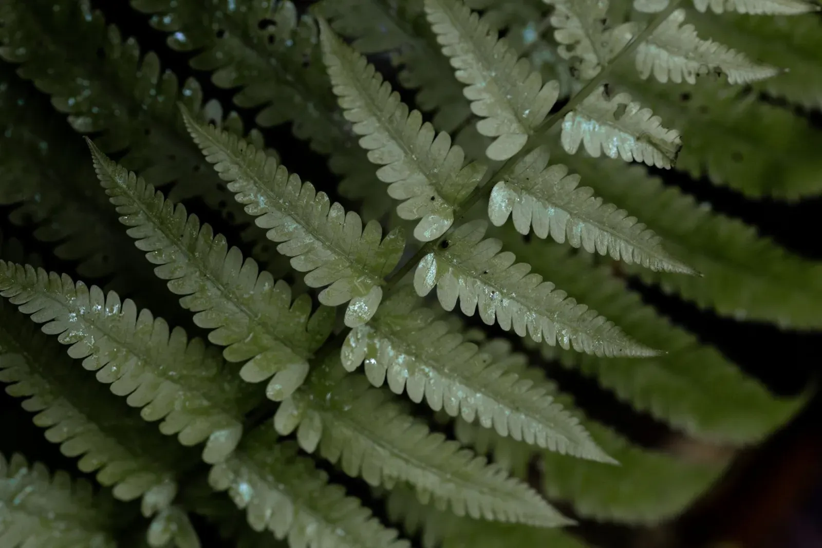 Fern fronds with dew