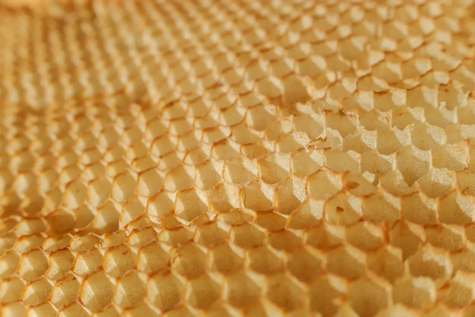Beeswax honeycomb, close up