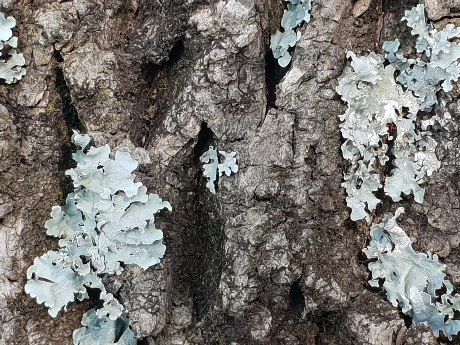 Lichen growing on rough bark