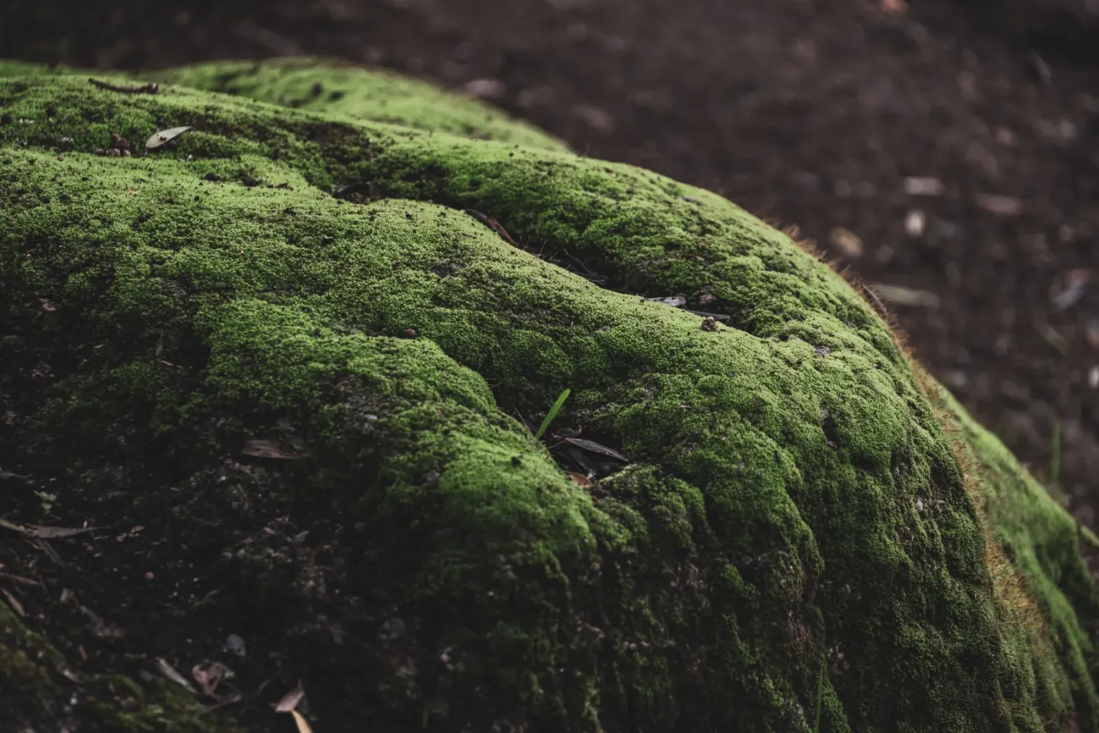 Moss covering a rock in the forest